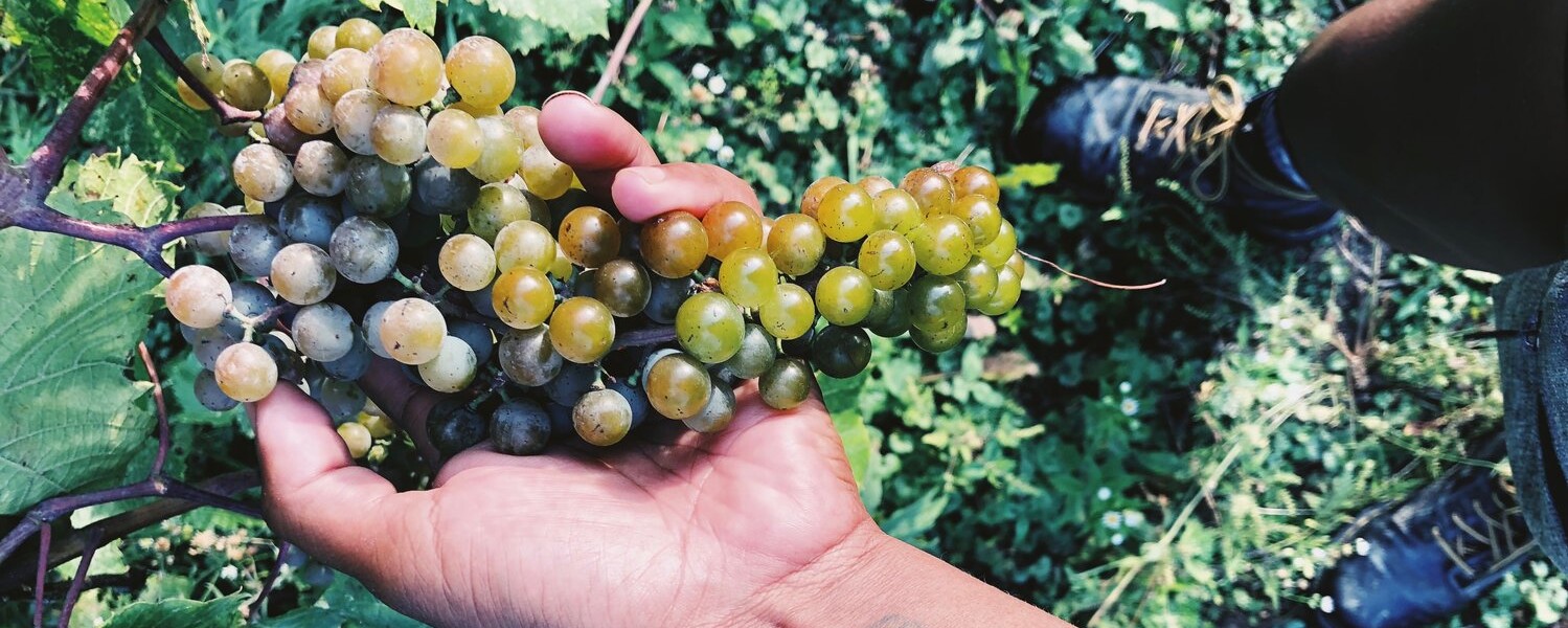 Zafa Wines